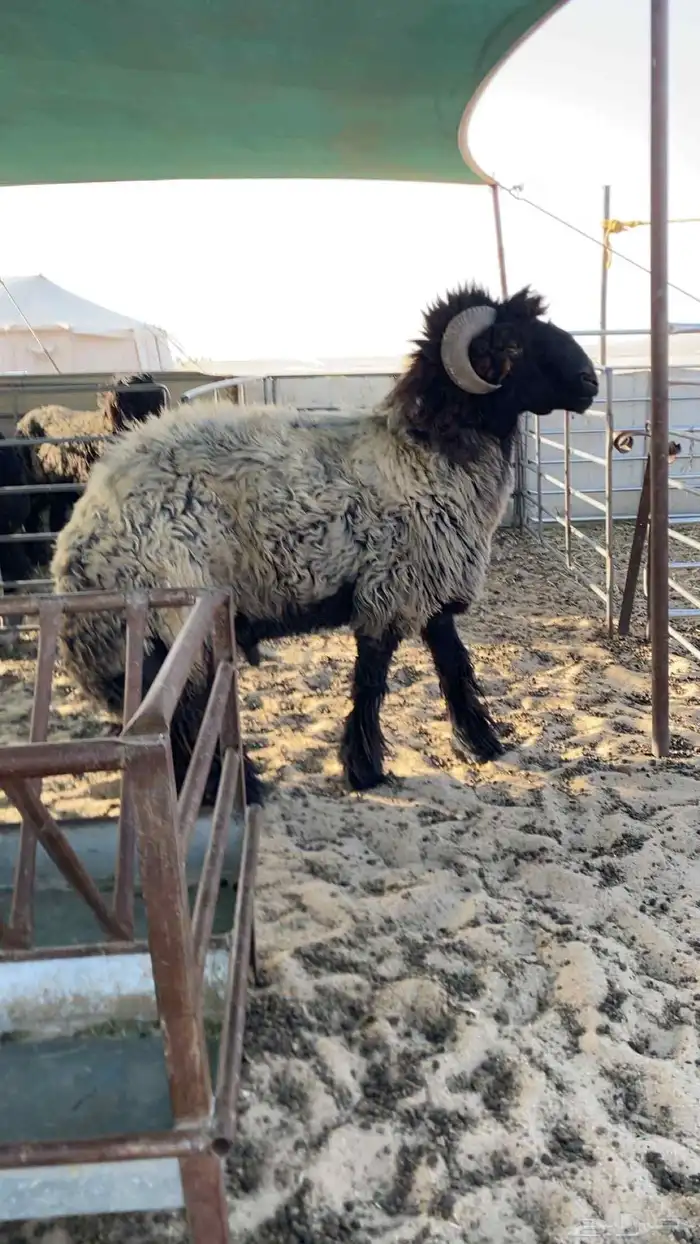 للبيع فحل عربي جرم طيب وجبر وشرط القريع وحار سنه رباع وعلا ا 2