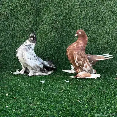 حمام رست روف 0