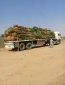 يوجد لدينا جميع انواع النخيل المثمره وازينه والمقاسات 6