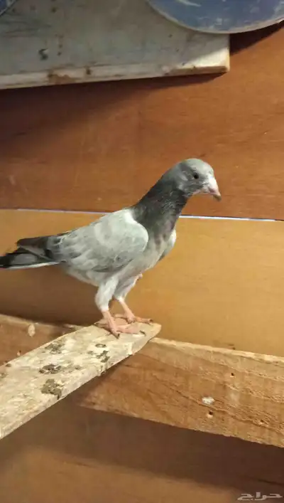 للبيع حمام طيار باكستاني 1