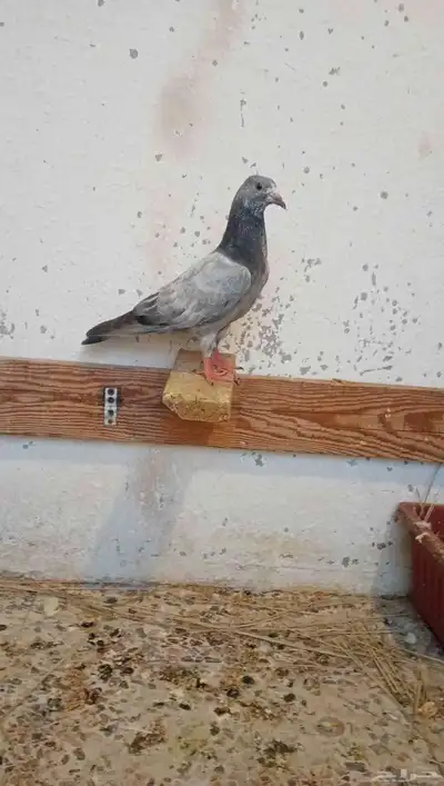 للبيع حمام طيار باكستاني 3