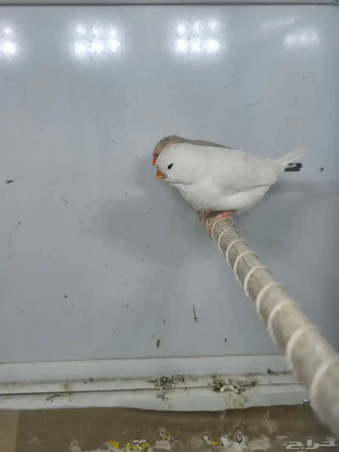 جوزين زيبرا مكس انجلش 2