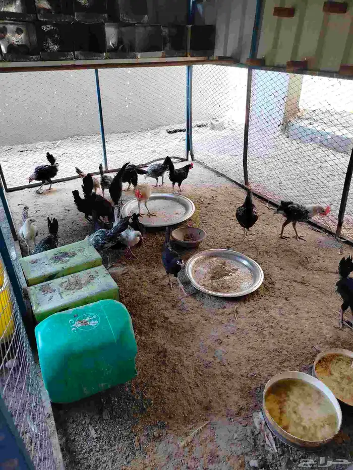 دجاج بي عمر تقريبا ثلاث شهور شهرين 4