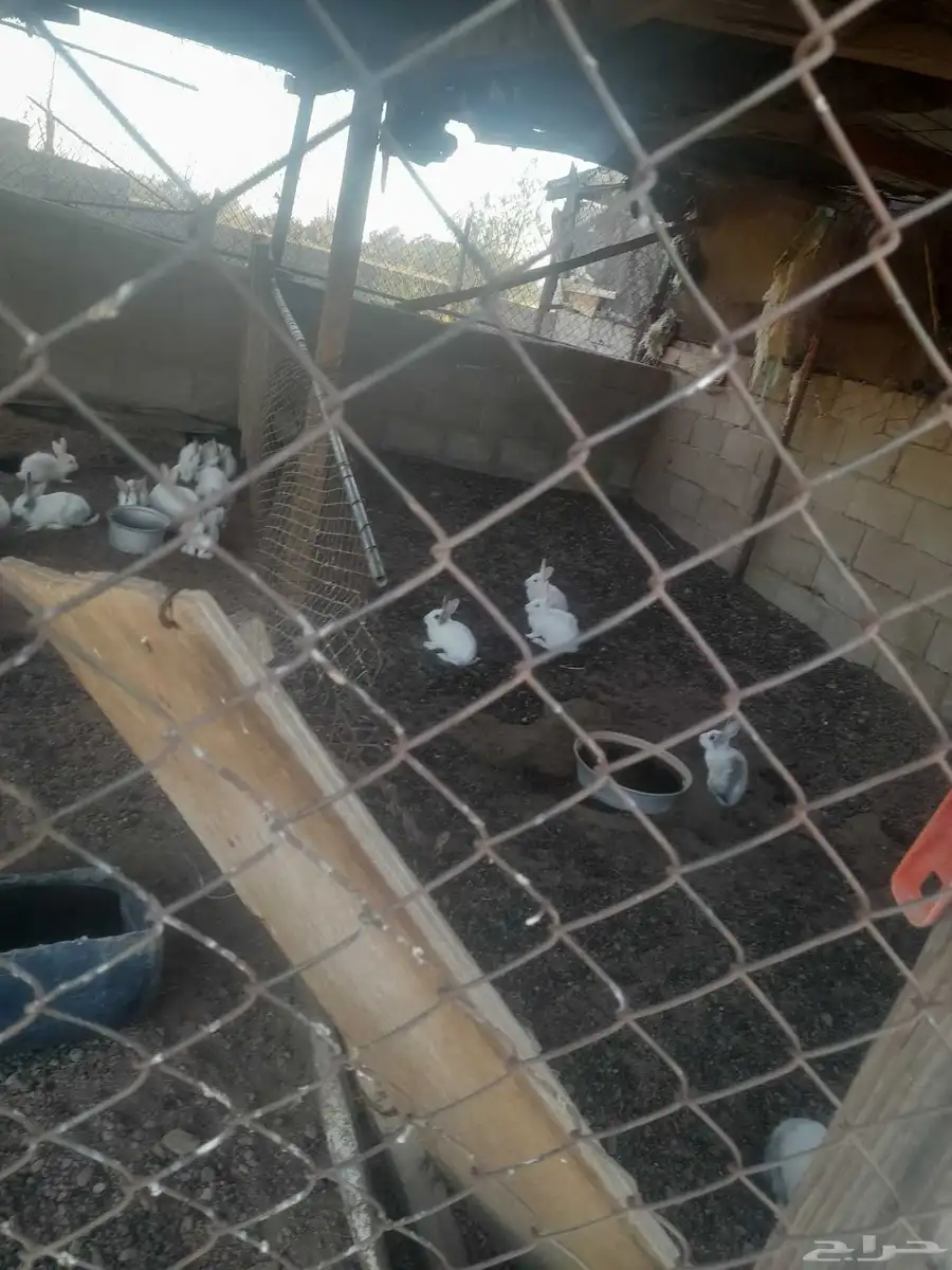 ارنب على سوم بيع 2