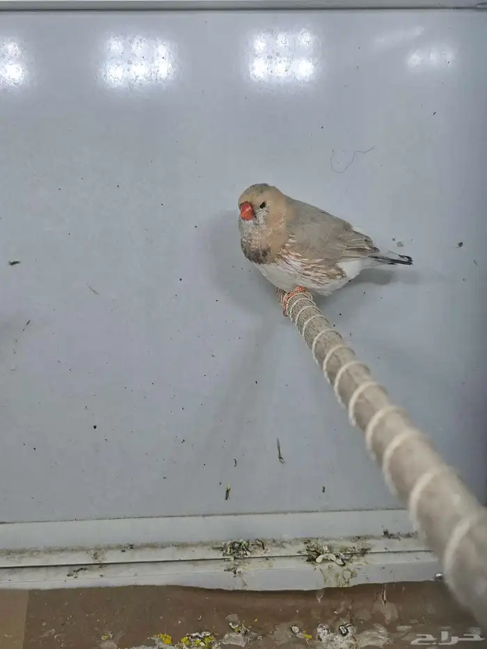 جوزين زيبرا مكس انجلش 3
