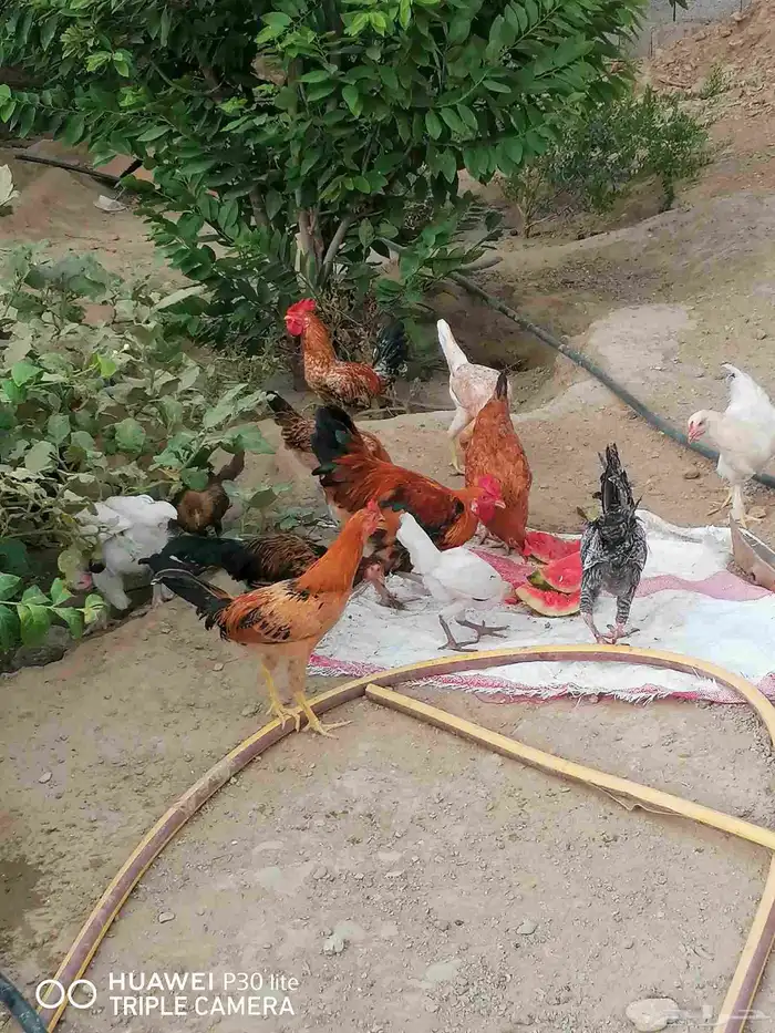 دجاج للبيع 4