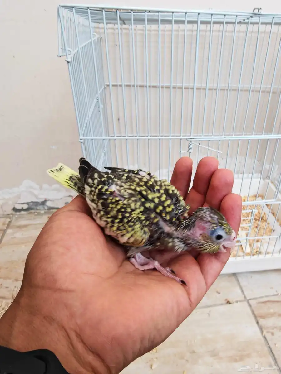 فروخ كروان غر 1