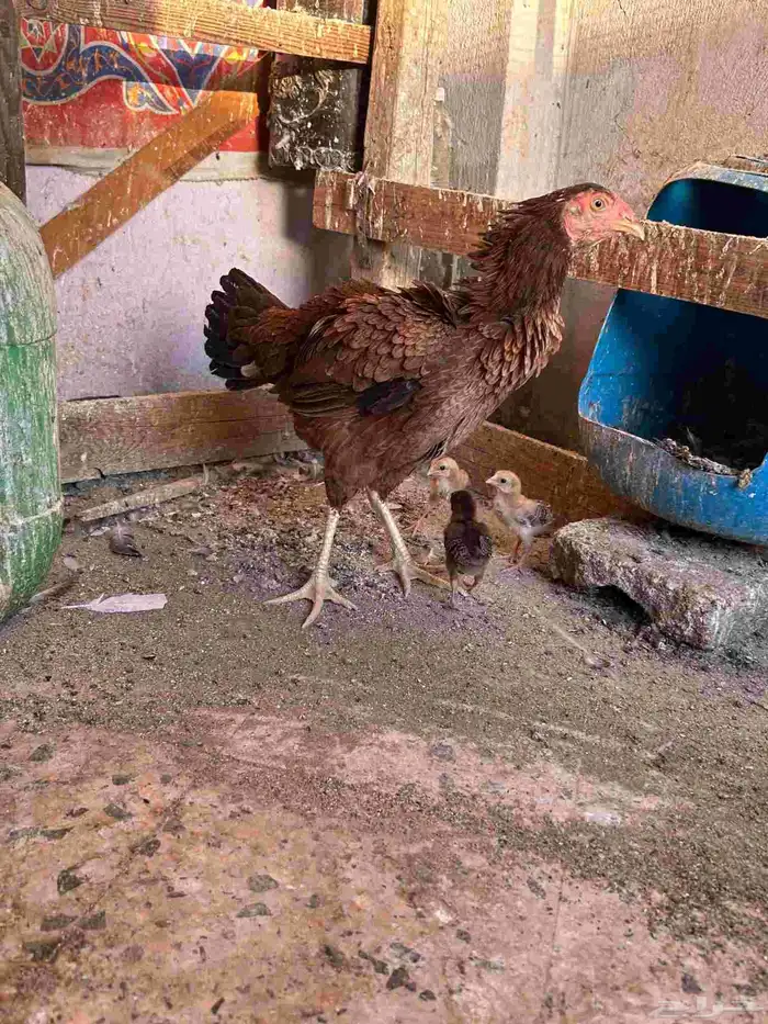 دجاج باكستاني 1