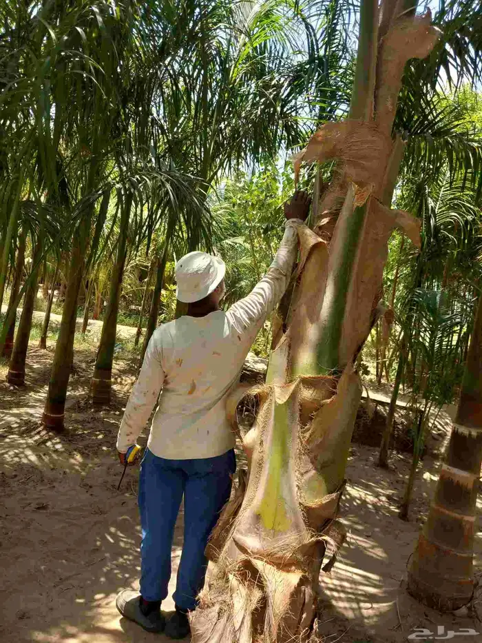 نخيل جوز الهند 1