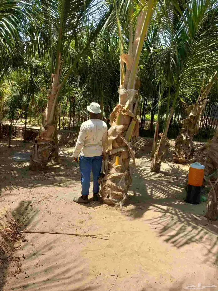 نخيل جوز الهند 4