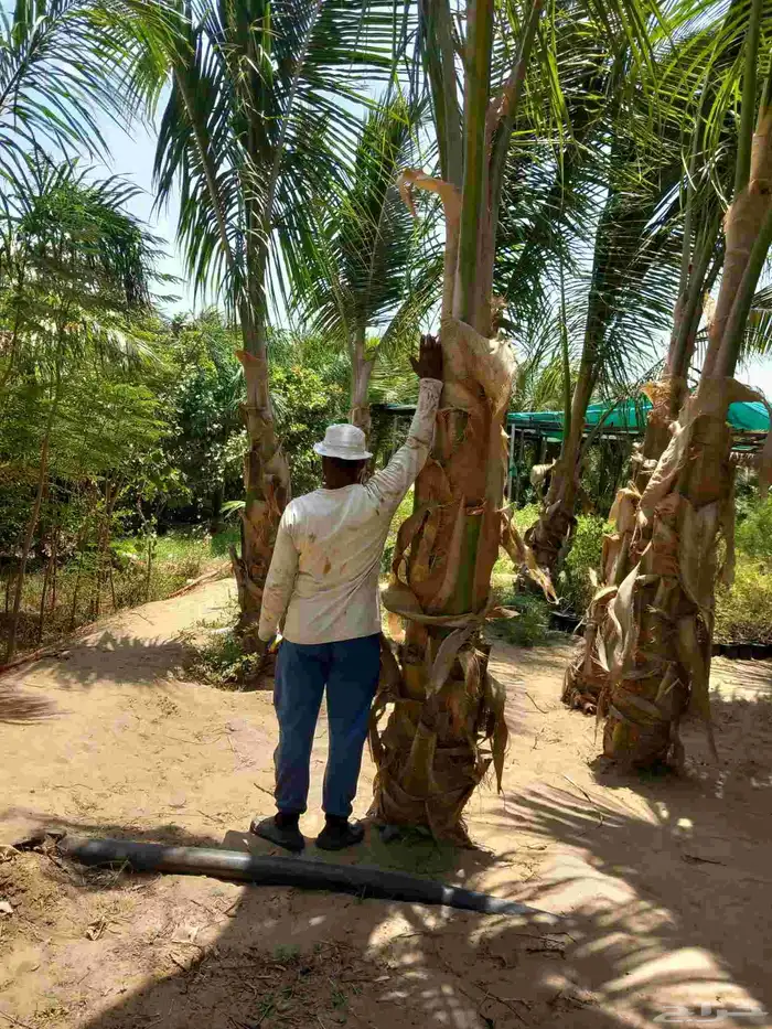 نخيل جوز الهند 2