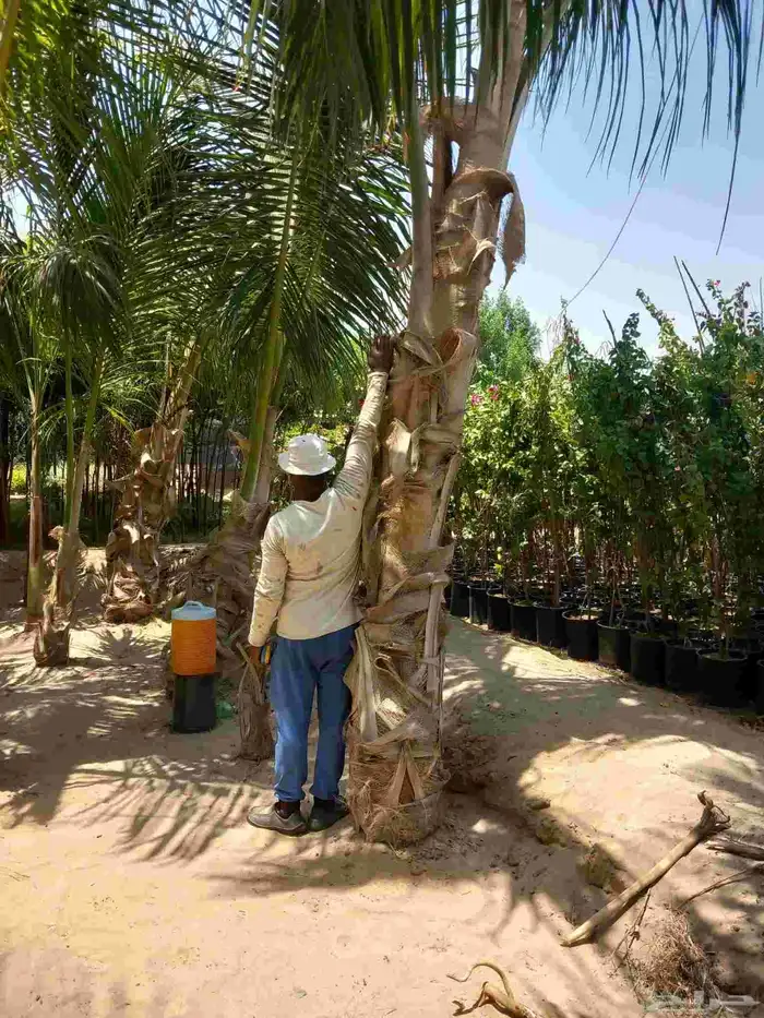 نخيل جوز الهند 5