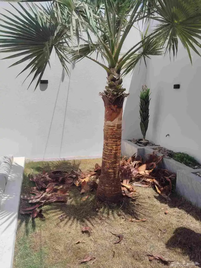 يوجد لدينا جميع انواع النخيل 2