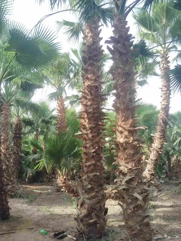 يوجد لدينا جميع انواع النخيل 6