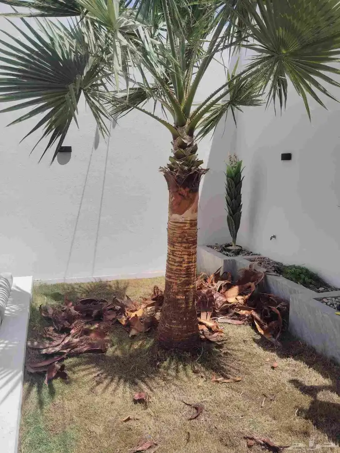 يوجد لدينا جميع انواع النخيل 0