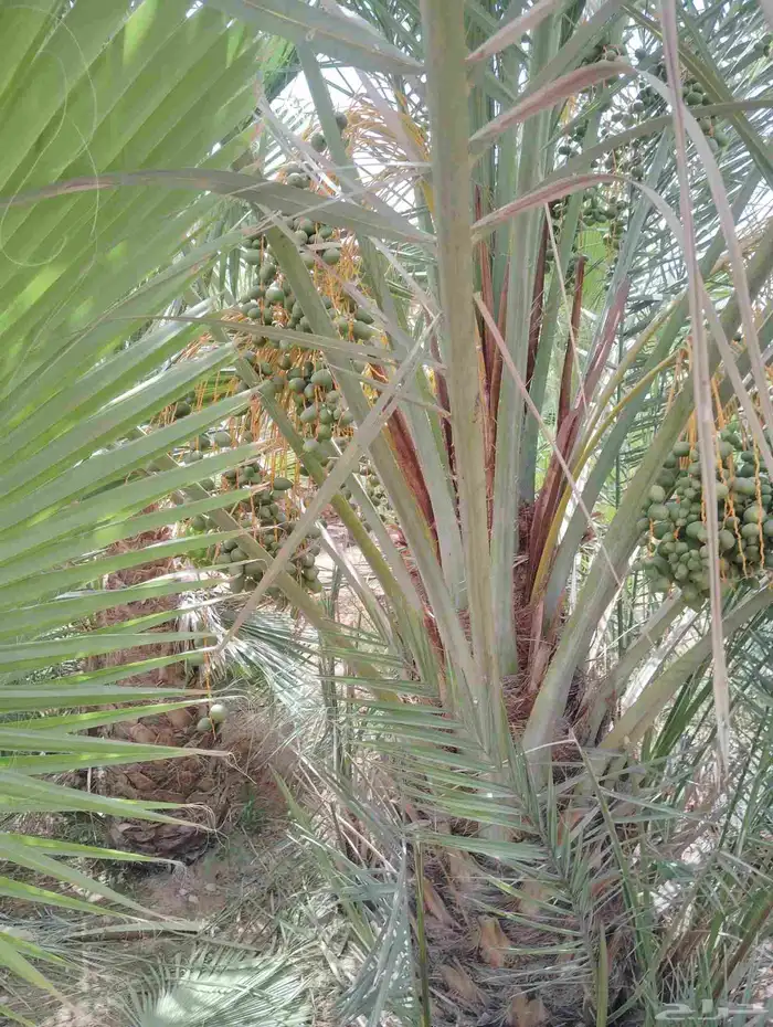 يوجد لدينا جميع انواع النخيل 3