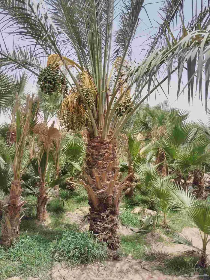 يوجد لدينا جميع انواع النخيل 1