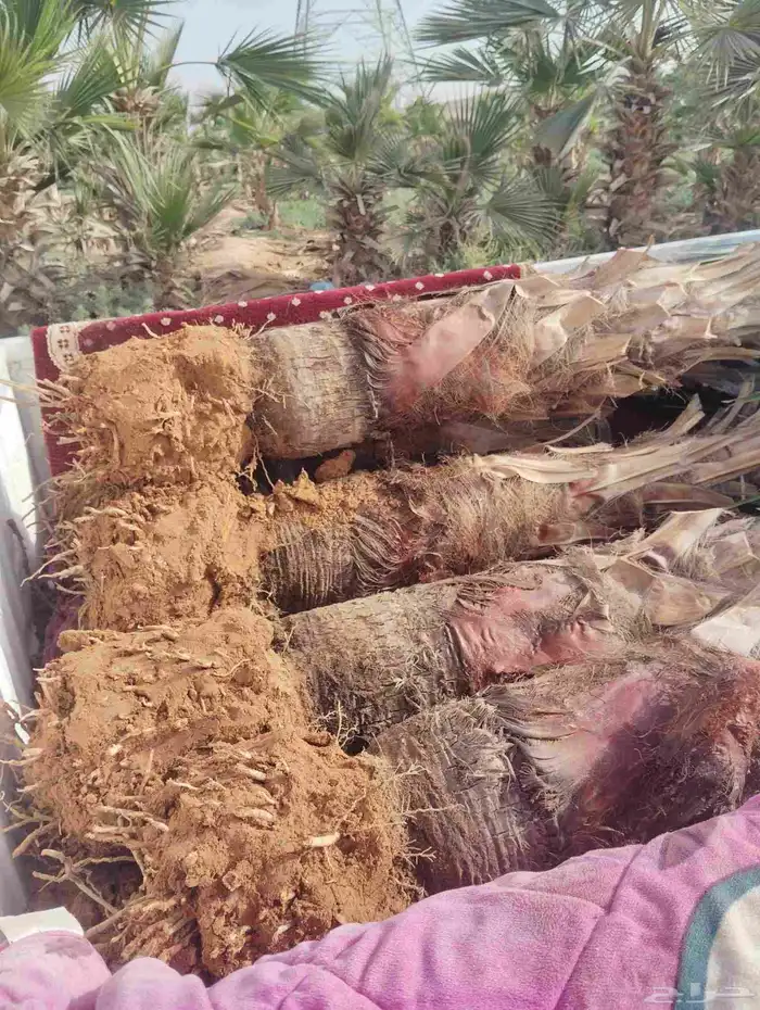 يوجد لدينا جميع انواع النخيل 5