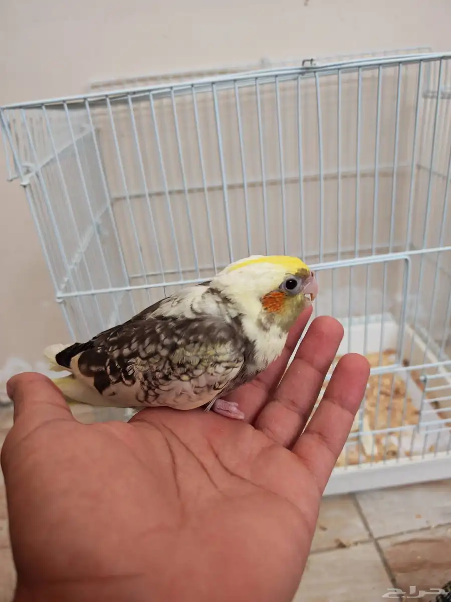 فروخ كروان غر 4