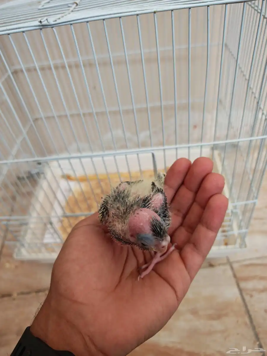 فروخ كروان غر 6