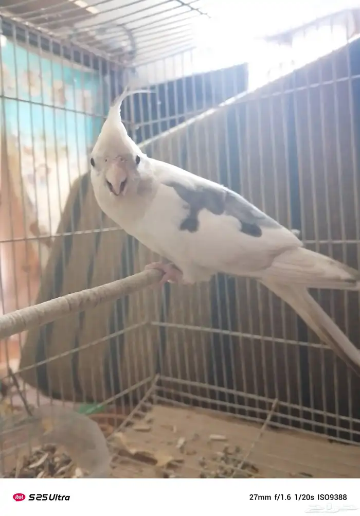 كوكتيل بغبغاء ابيض معا طبعه رمدي بضهر 0