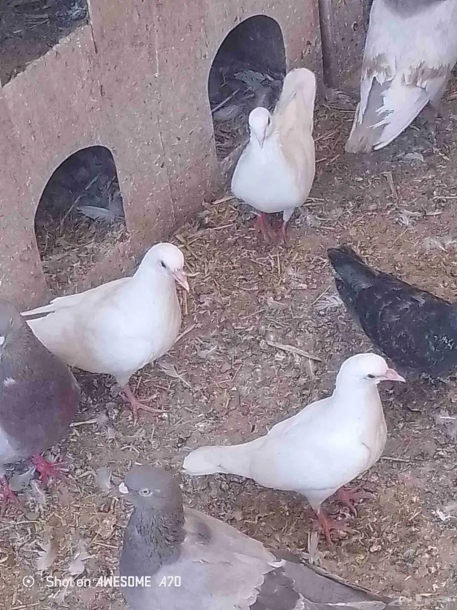 زغاليل سلفر وفرنسي 2
