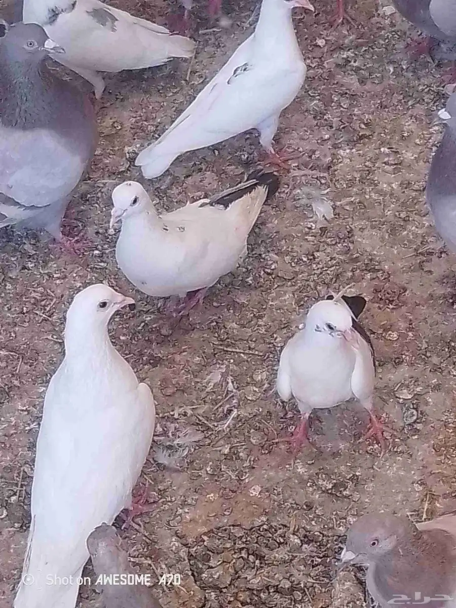 زغاليل سلفر وفرنسي 1