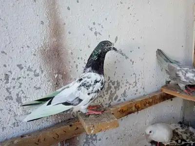 للبيع حمام طيار باكستاني 4