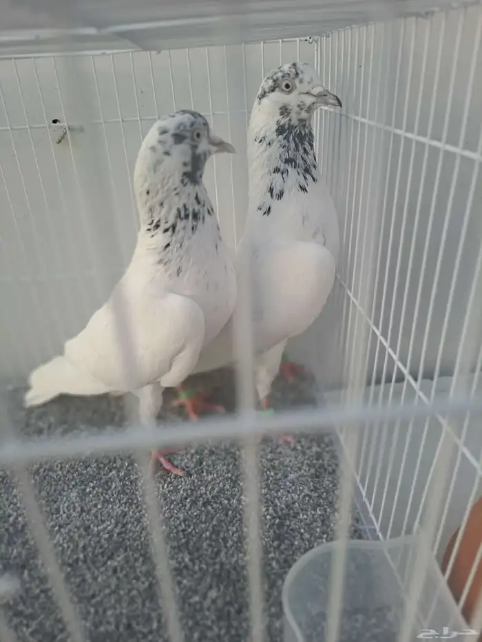 للبيع اجواز اربع ( قولدن. موتيا. جنسراء حسيناه 0