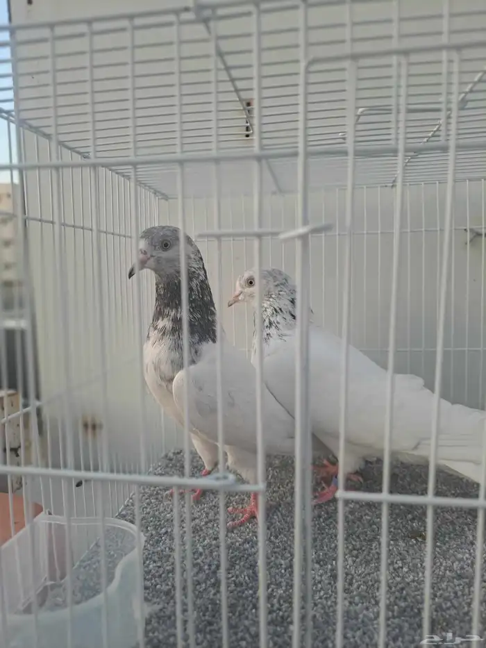 للبيع اجواز اربع ( قولدن. موتيا. جنسراء حسيناه 2