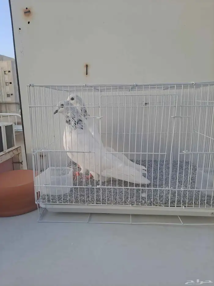 للبيع اجواز اربع ( قولدن. موتيا. جنسراء حسيناه 1