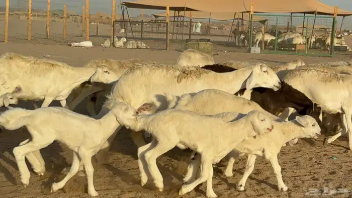 ما شاء الله وتبارك الله أعرض لكم غنم حريات دفيع وخلفات 3