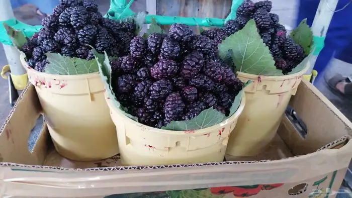 متوفره جميع فواكه الطائف مع توصيل مجاني للمنزل 7