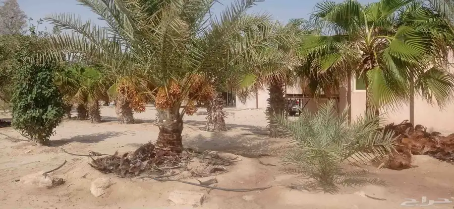 نخل للبيع نقايل مترين مشكلات وفسايل جميع الانواع متوفره 1