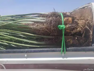 عندي 7حبات نخل طيبه بسعر مناسب منله رغبه بهن 0
