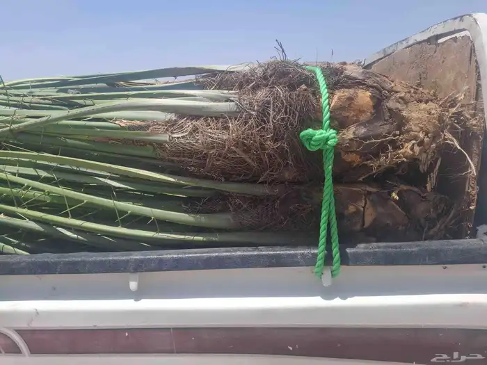 عندي 7حبات نخل طيبه بسعر مناسب منله رغبه بهن 0