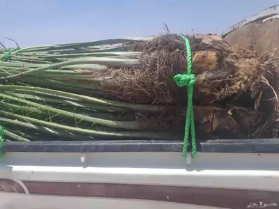 عندي 7حبات نخل طيبه بسعر مناسب منله رغبه بهن 1