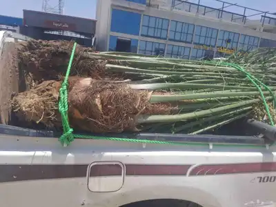 عندي 7حبات نخل طيبه بسعر مناسب منله رغبه بهن 2