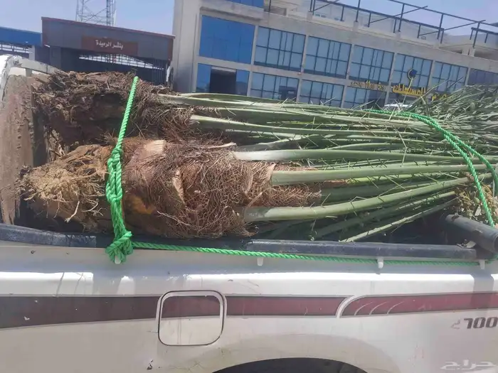 عندي 7حبات نخل طيبه بسعر مناسب منله رغبه بهن 2