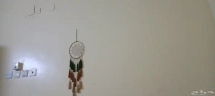 الريان عجل كبير فحل ثني مشاء الله تبارك الله 3