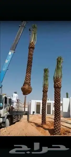 يوجد لدينا جميع انواع النخيل المثمره وازينه والمقاسات 4