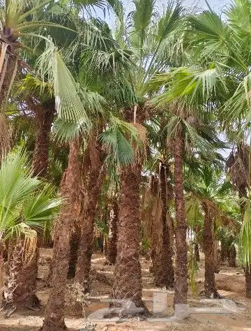 واشنطن زينه جميع المقاسات 0