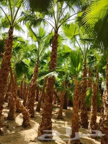 واشنطن زينه جميع المقاسات 1