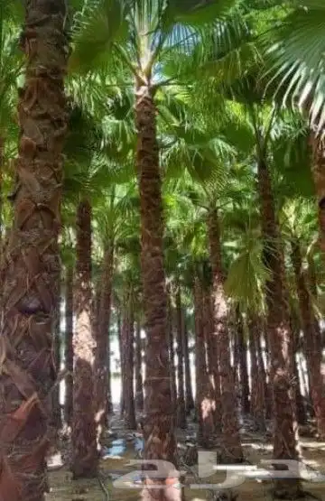 واشنطن زينه جميع المقاسات 4