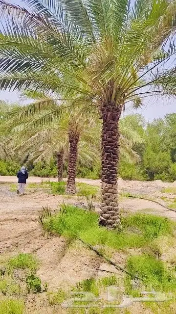 يوجد لادينا نخل عربي جميع ولانواع ونخل زينه وشنطن امريكي 9