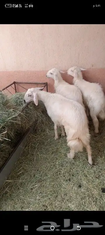 خرفان ثلاثه سمان فل الفل 8