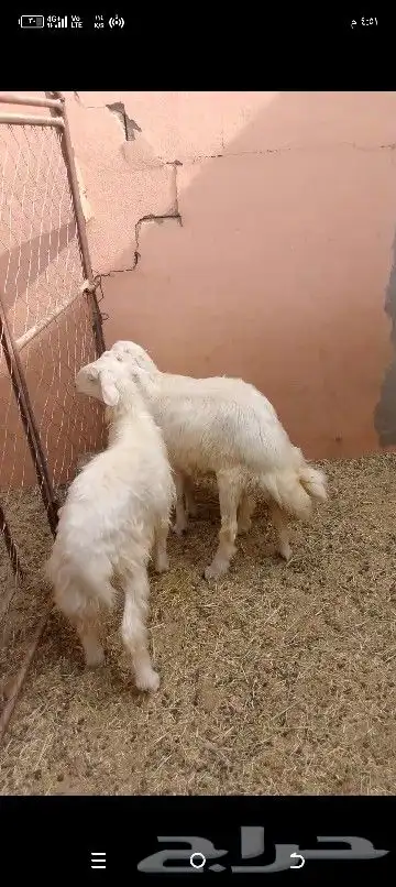 خرفان ثلاثه سمان فل الفل 2