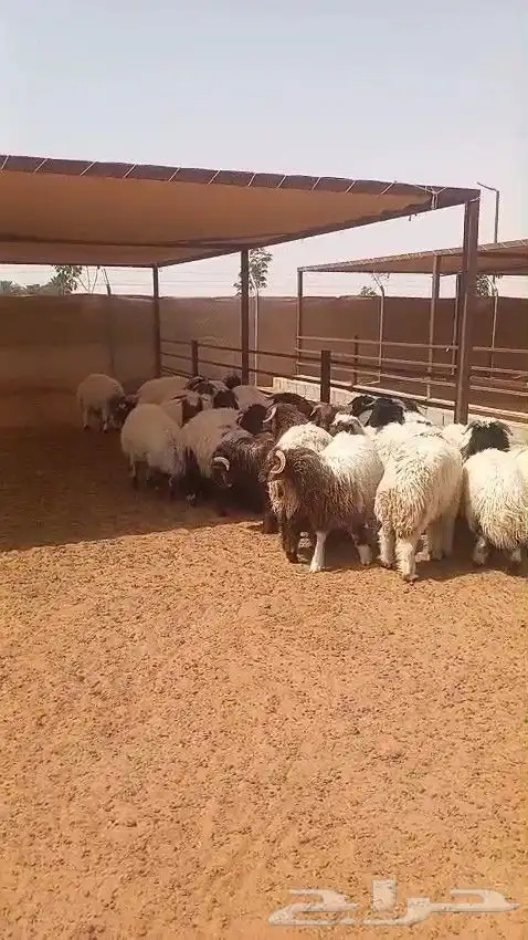 خرفان نعيمي بلدي طيبات 0