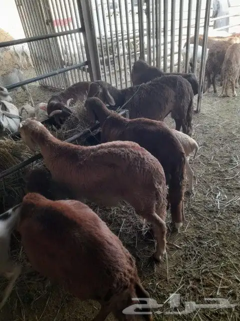 برابر وتيوس وقعدان وسواكني ونعيمي خميس 3