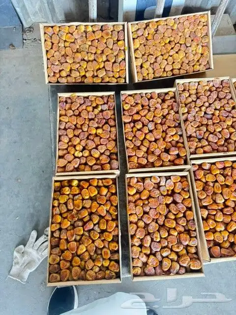 رطب سكري 0